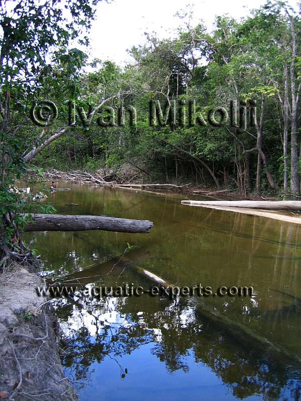 rios del estado amazonas venezuela